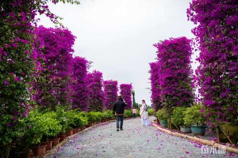 高度200厘米三角梅