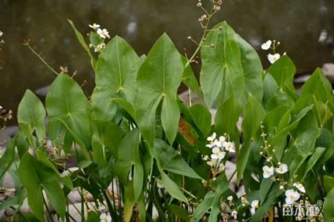 高度20厘米慈姑