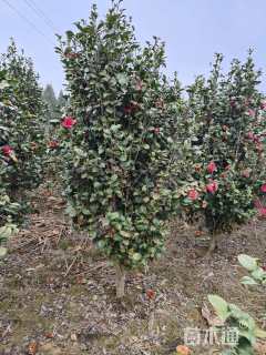 高度200厘米茶花