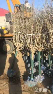 高度250厘米木槿