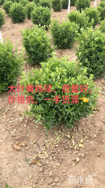 冠幅60厘米大叶黄杨球