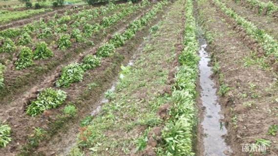 高度30厘米毛鹃