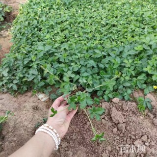 高度22厘米三叶委陵菜