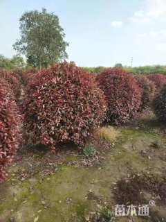 冠幅250厘米红叶石楠球