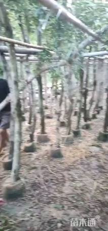 12公分小叶榕