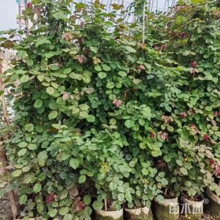 120厘米藤本月季