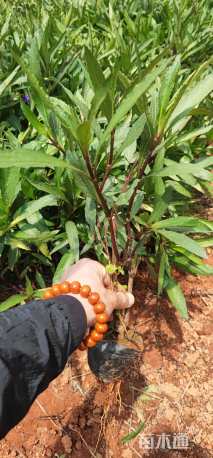 高度30厘米翠芦莉