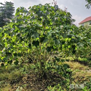 高度350厘米丛生木芙蓉