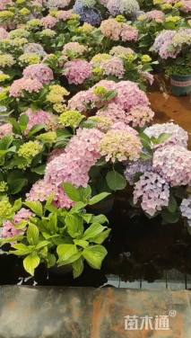 高度20厘米绣球