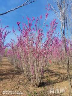 高度100厘米丛生紫荆