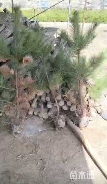 高度120厘米油松