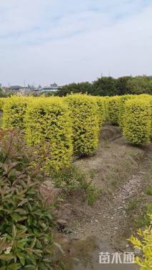 高度150厘米金禾女贞