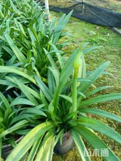 高度35厘米百子莲