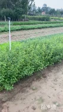 高度50厘米黄刺玫