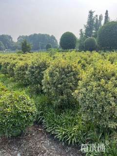 冠幅100厘米金边黄杨球