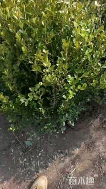 高度50厘米小叶黄杨