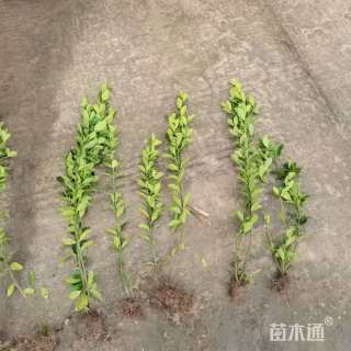 高度50厘米大叶黄杨