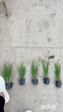 高度40厘米甘草