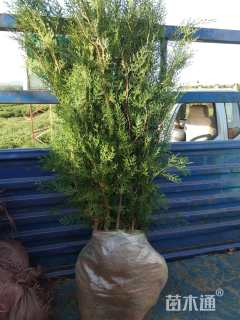 高度50厘米侧柏小苗