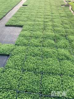 高度5厘米中华景天