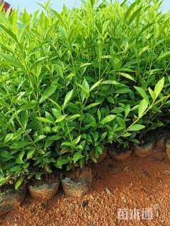 高度30厘米小叶栀子