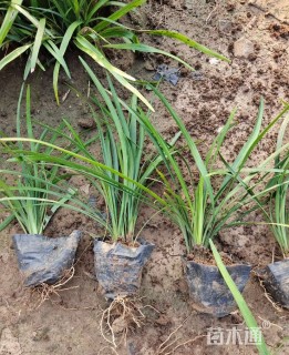 高度15厘米阔叶麦冬