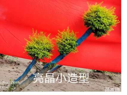 高度180厘米亮晶女贞小苗