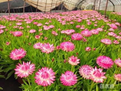 高度40厘米蜡菊