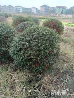 冠幅150厘米火棘球