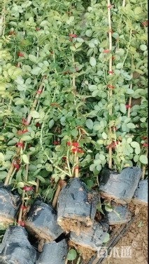 高度150厘米蔷薇