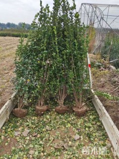 高度200厘米北海道黄杨