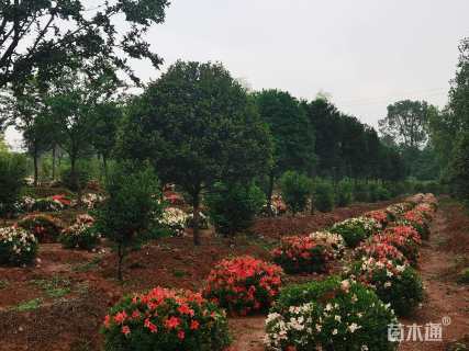 高度60厘米夏鹃