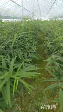 高度15厘米黄精