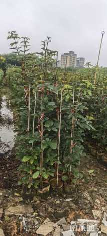 0.65公分黄花风铃木