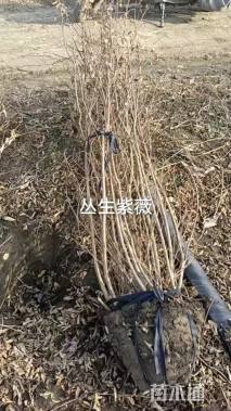 高度1.8厘米丛生紫薇