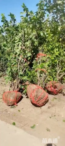 高度230厘米丛生蜡梅