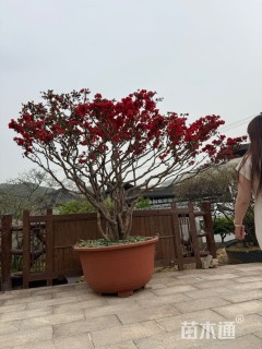 高度300厘米映山红