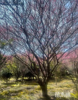 20公分骨里红梅