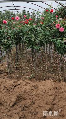 高度150厘米月季