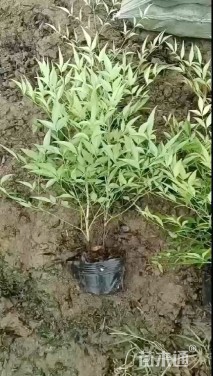 高度80厘米南天竹