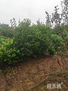 高度150厘米结香球