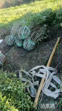 高度300厘米丛生木槿