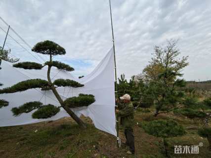 高度250厘米黑松