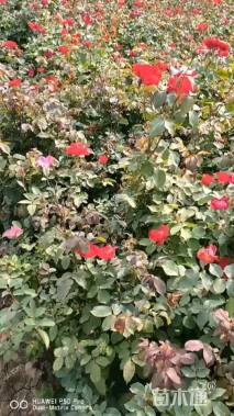 高度50厘米丰花月季