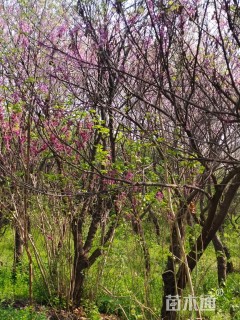 高度20厘米紫荆
