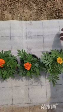 高度10厘米孔雀草