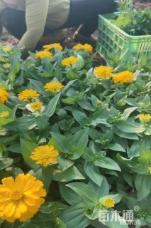 高度20厘米百日菊