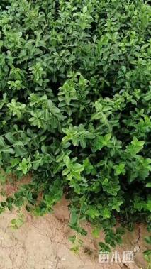 80厘米小叶扶芳藤