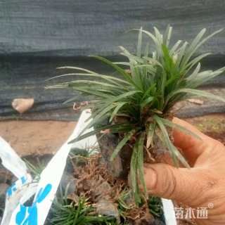 高度10厘米麦冬