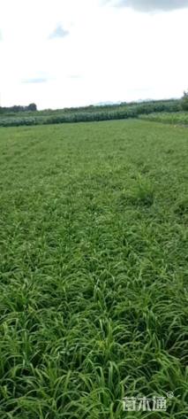 高度25厘米金娃娃萱草